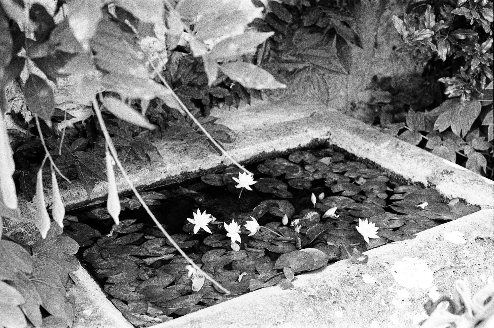 Film photograph